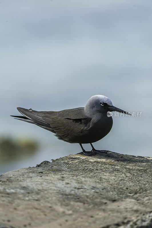 黑noddy或white-capped noddy (Anous minutus)是一种来自Laridae海鸟。Papahānaumokuākea海洋国家纪念碑，中途岛，中途岛环礁，夏威夷群岛